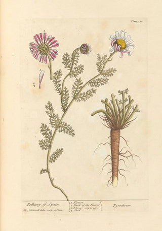 Elizabeth Blackwell - Pellitory of Spain.webp