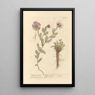 Elizabeth Blackwell - Pellitory of Spain.webp