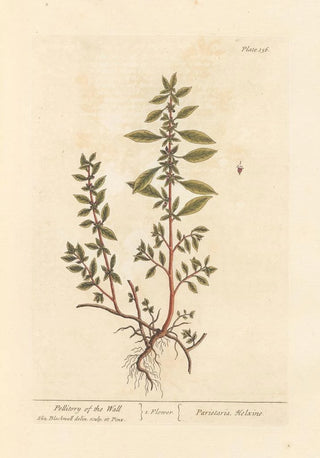 Elizabeth Blackwell - Pellitory of the wall.webp