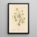 Ficaire - Elizabeth Blackwell — ingelijst kunstwerk aan de muur