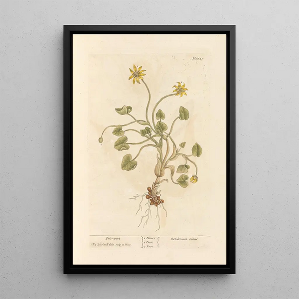 Ficaire - Elizabeth Blackwell — ingelijst kunstwerk aan de muur