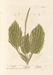 Plantain - Elizabeth Blackwell — weergave van het kunstwerk