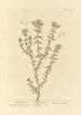 Polé montagne - Elizabeth Blackwell — weergave van het kunstwerk