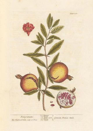 Elizabeth Blackwell - Pomgranates.webp