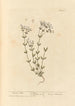 Lin purgatif - Elizabeth Blackwell — weergave van het kunstwerk