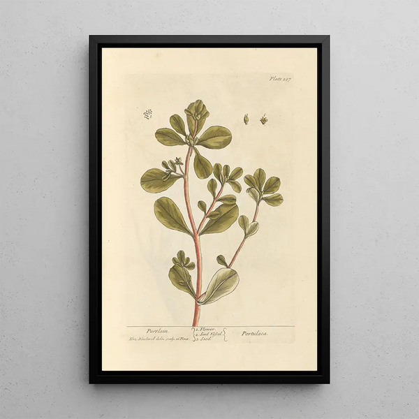 Pourpier - Elizabeth Blackwell — ingelijst kunstwerk aan de muur