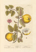 Coings - Elizabeth Blackwell — weergave van het kunstwerk