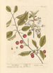 Cerise rouge - Elizabeth Blackwell — weergave van het kunstwerk