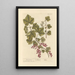 Groseilles rouges - Elizabeth Blackwell — ingelijst kunstwerk aan de muur