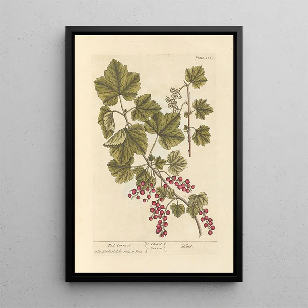 Groseilles rouges - Elizabeth Blackwell — ingelijst kunstwerk aan de muur