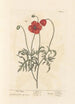 Coquelicot - Elizabeth Blackwell — weergave van het kunstwerk