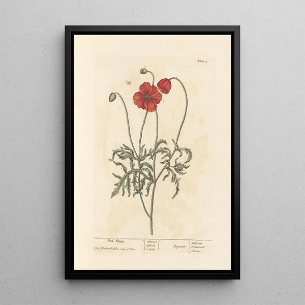 Coquelicot - Elizabeth Blackwell — ingelijst kunstwerk aan de muur