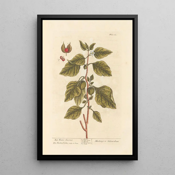 Winterkersen rood - Elizabeth Blackwell — ingelijst kunstwerk aan de muur