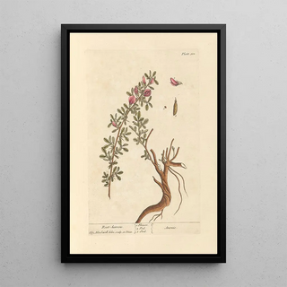 Elizabeth Blackwell - Rest harrow.webp