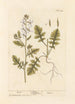 Roquette - Elizabeth Blackwell — weergave van het kunstwerk
