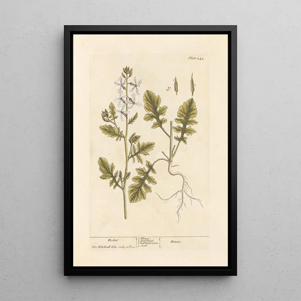 Roquette - Elizabeth Blackwell — ingelijst kunstwerk aan de muur