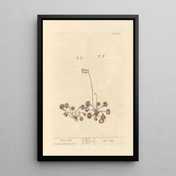 Rosa solis - Elizabeth Blackwell — ingelijst kunstwerk aan de muur