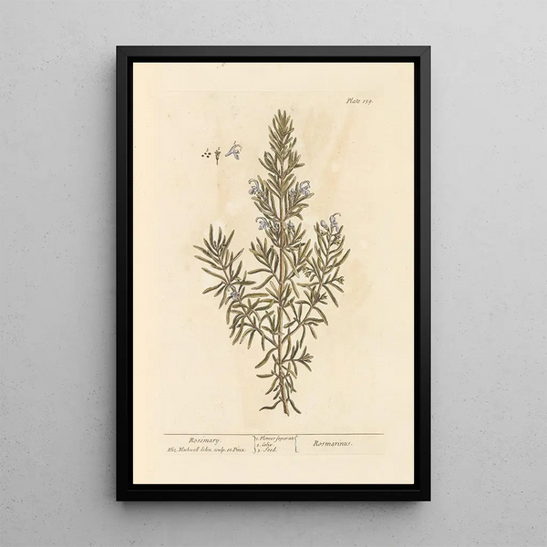 Rozemarijn - Elizabeth Blackwell — ingelijst kunstwerk aan de muur