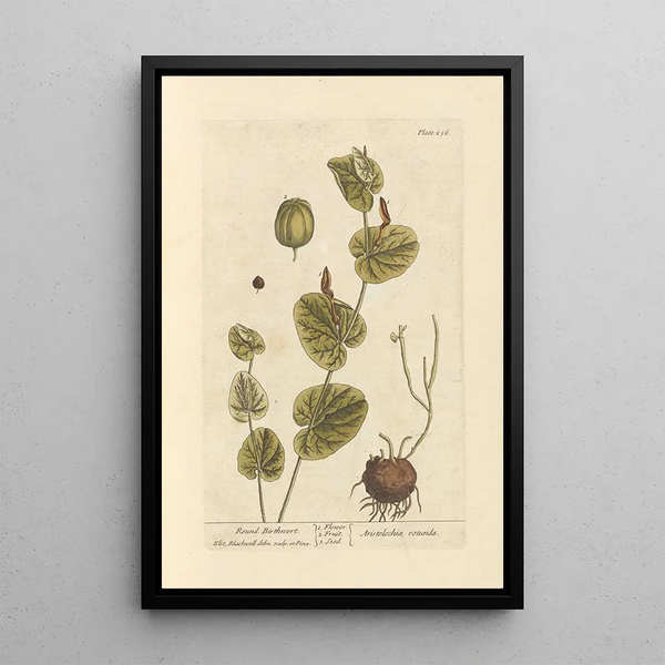 Aristoloche ronde - Elizabeth Blackwell — ingelijst kunstwerk aan de muur