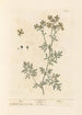 Rue - Elizabeth Blackwell — weergave van het kunstwerk