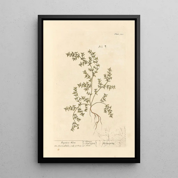 Herbe à la rupture - Elizabeth Blackwell — ingelijst kunstwerk aan de muur