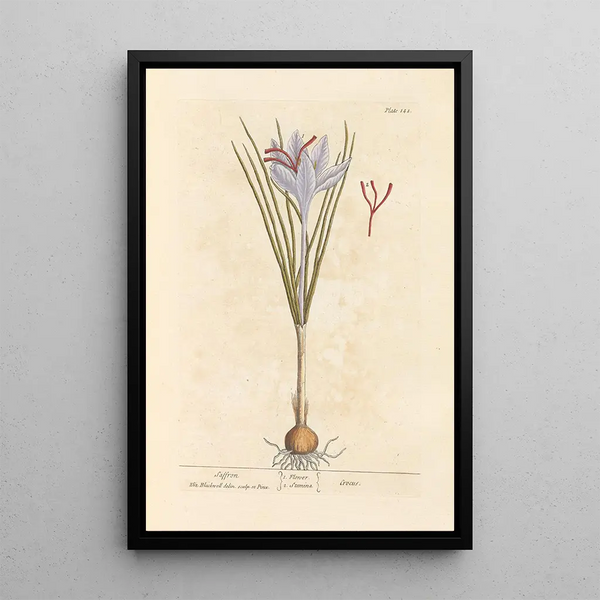 Safran - Elizabeth Blackwell — ingelijst kunstwerk aan de muur