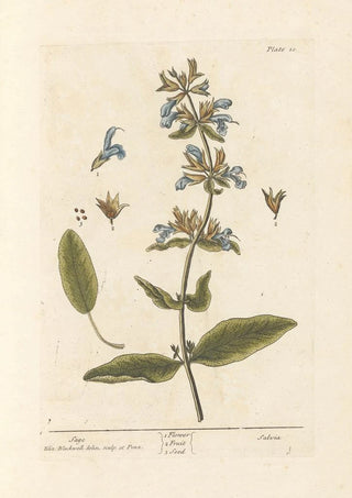 Elizabeth Blackwell - Sage.webp