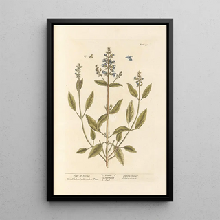 Elizabeth Blackwell - Sage of vertue.webp