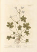 Sanicle Selfheal - Elizabeth Blackwell — weergave van het kunstwerk