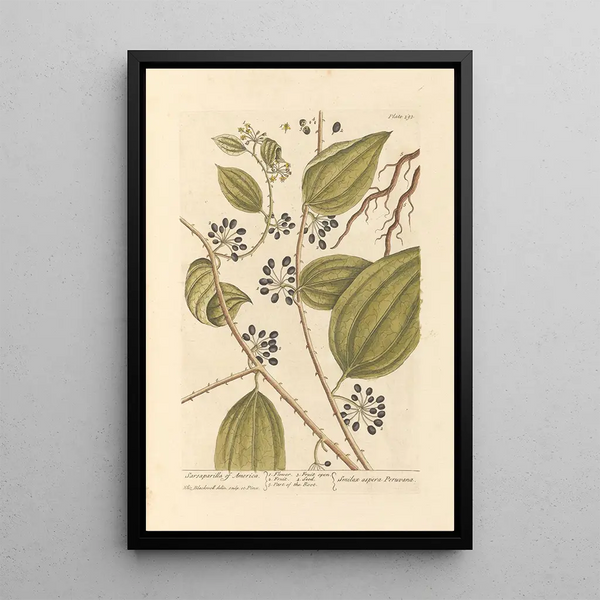 Salsepareille d'Amérique - Elizabeth Blackwell — ingelijst kunstwerk aan de muur