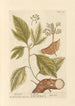 Sassafras - Elizabeth Blackwell — weergave van het kunstwerk