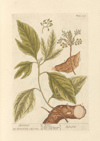 Elizabeth Blackwell - Sassafrass.webp