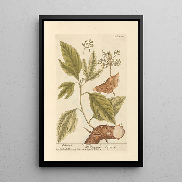 Sassafras - Elizabeth Blackwell — ingelijst kunstwerk aan de muur