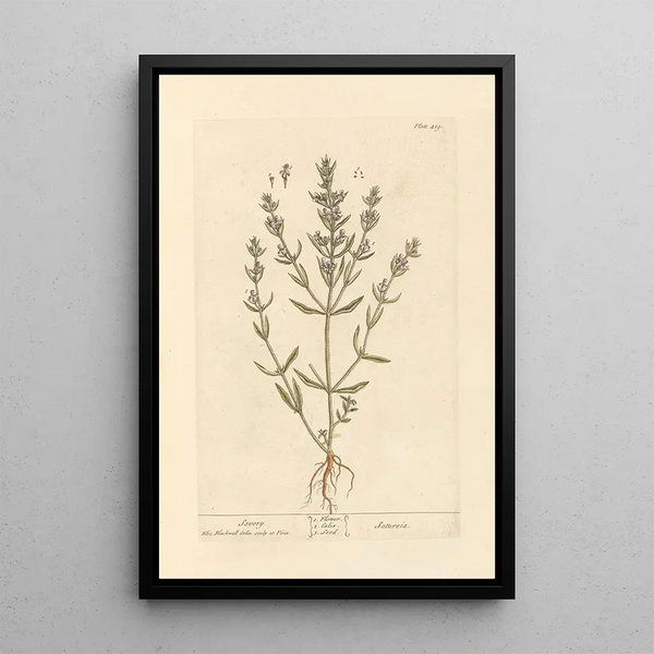 Sarriette - Elizabeth Blackwell — ingelijst kunstwerk aan de muur