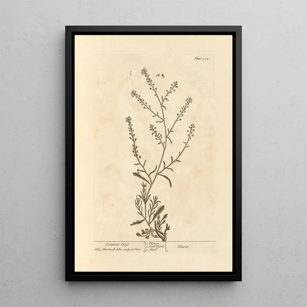 Cresson sciatique - Elizabeth Blackwell — ingelijst kunstwerk aan de muur