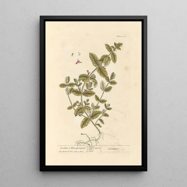 Scordium of waterweegbree - Elizabeth Blackwell — ingelijst kunstwerk aan de muur