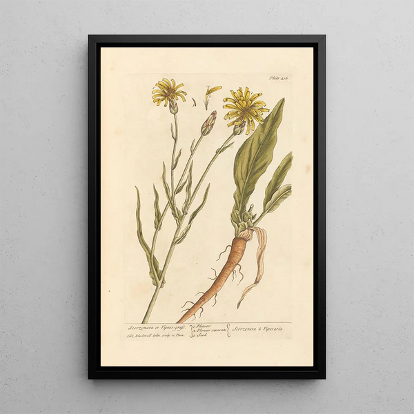 Scorzonère of adderplant - Elizabeth Blackwell — ingelijst kunstwerk aan de muur