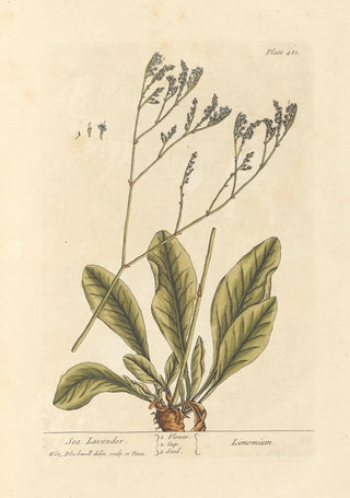 Elizabeth Blackwell - Sea lavender.webp