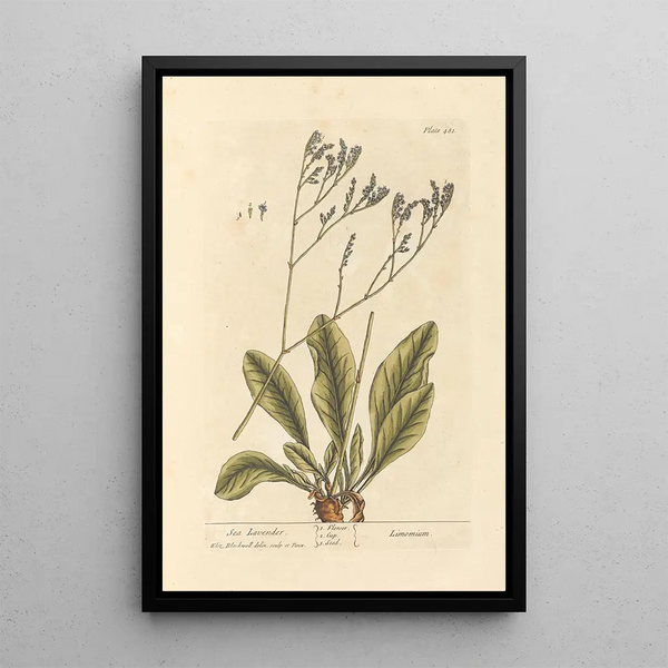 Lavande de mer - Elizabeth Blackwell — ingelijst kunstwerk aan de muur