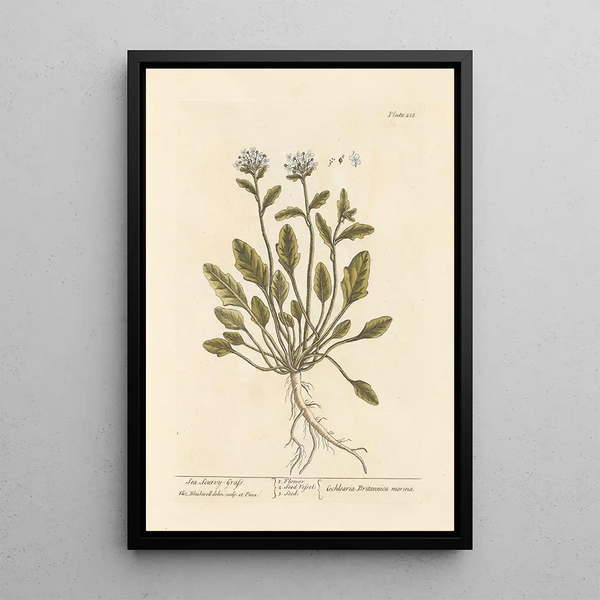 Herbe à scorbut de mer - Elizabeth Blackwell — ingelijst kunstwerk aan de muur
