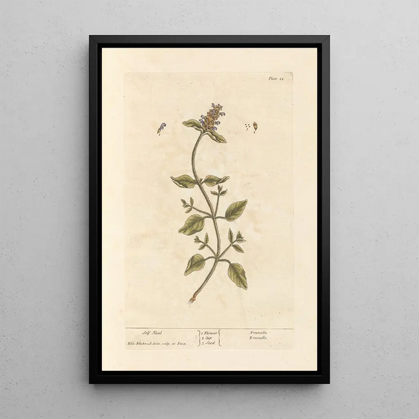 Guérit-tout - Elizabeth Blackwell — ingelijst kunstwerk aan de muur