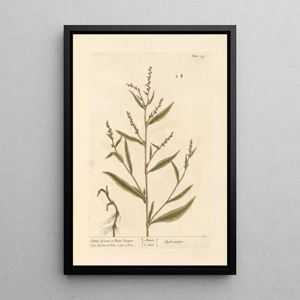 Arsmart pointu ou poivre d'eau - Elizabeth Blackwell — ingelijst kunstwerk aan de muur