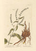 Oseille pointue - Elizabeth Blackwell — weergave van het kunstwerk