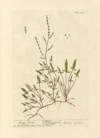 Elizabeth Blackwell - Sheeps sorrel.webp