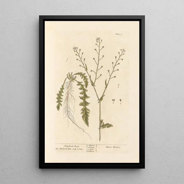 Bourse-à-pasteur - Elizabeth Blackwell — ingelijst kunstwerk aan de muur