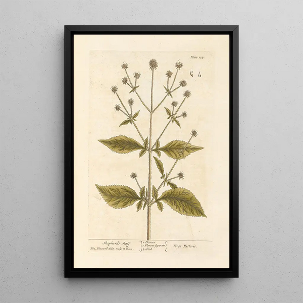 Bâton de berger - Elizabeth Blackwell — ingelijst kunstwerk aan de muur