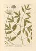 Montagne de Siler - Elizabeth Blackwell — weergave van het kunstwerk
