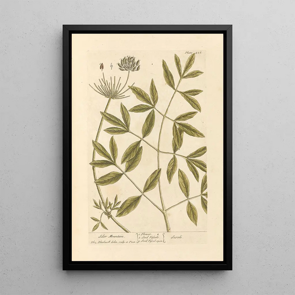 Montagne de Siler - Elizabeth Blackwell — ingelijst kunstwerk aan de muur