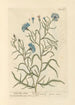 Petite centaurée - Elizabeth Blackwell — weergave van het kunstwerk