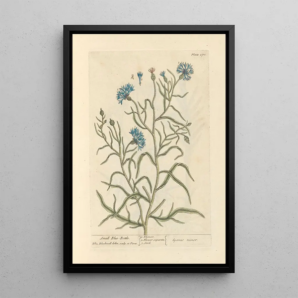 Petite centaurée - Elizabeth Blackwell — ingelijst kunstwerk aan de muur